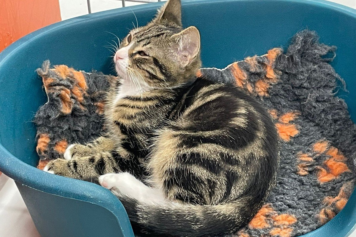 Pixie