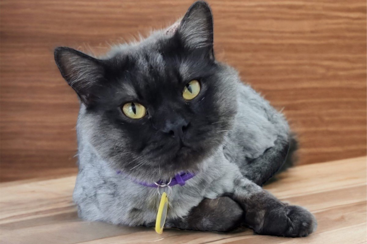 Smokey