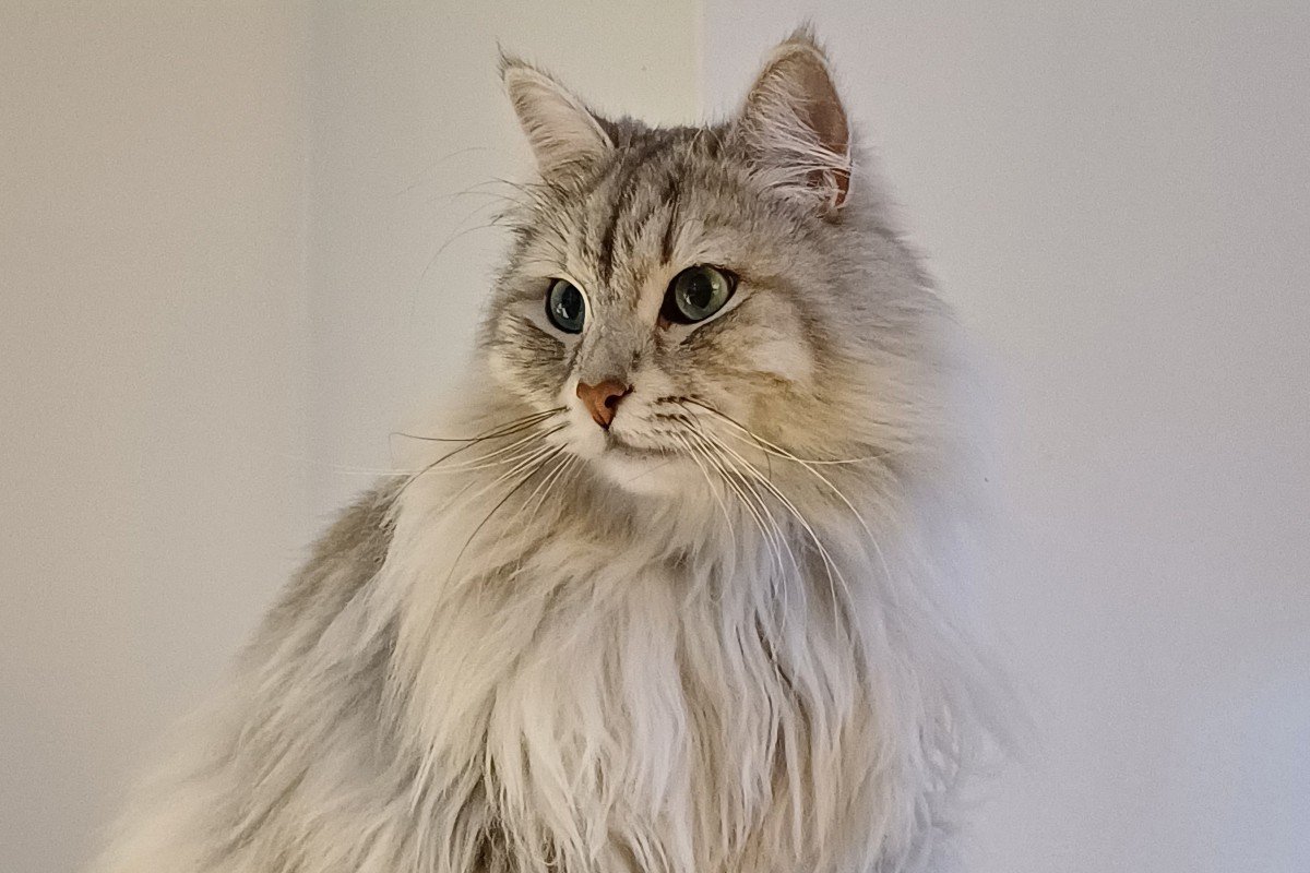 Simba