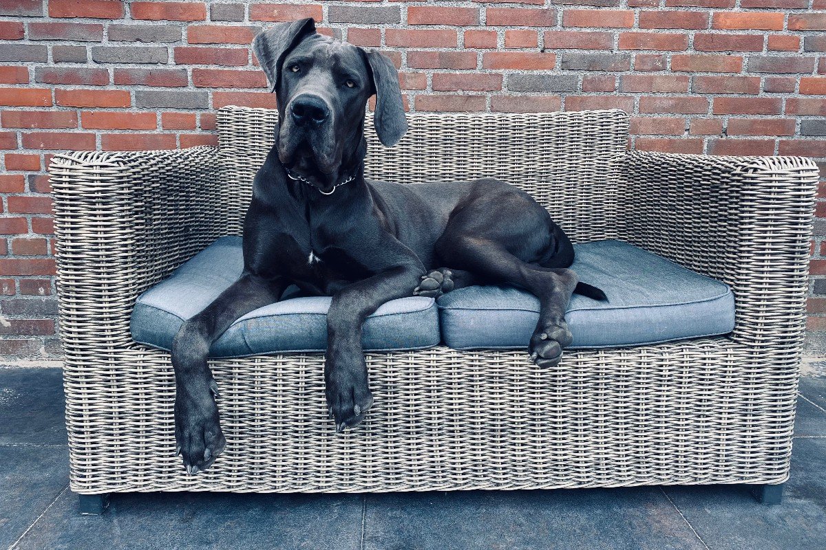 Jack