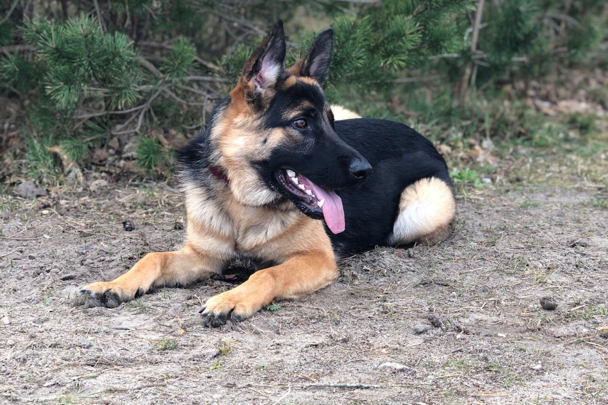 Rico