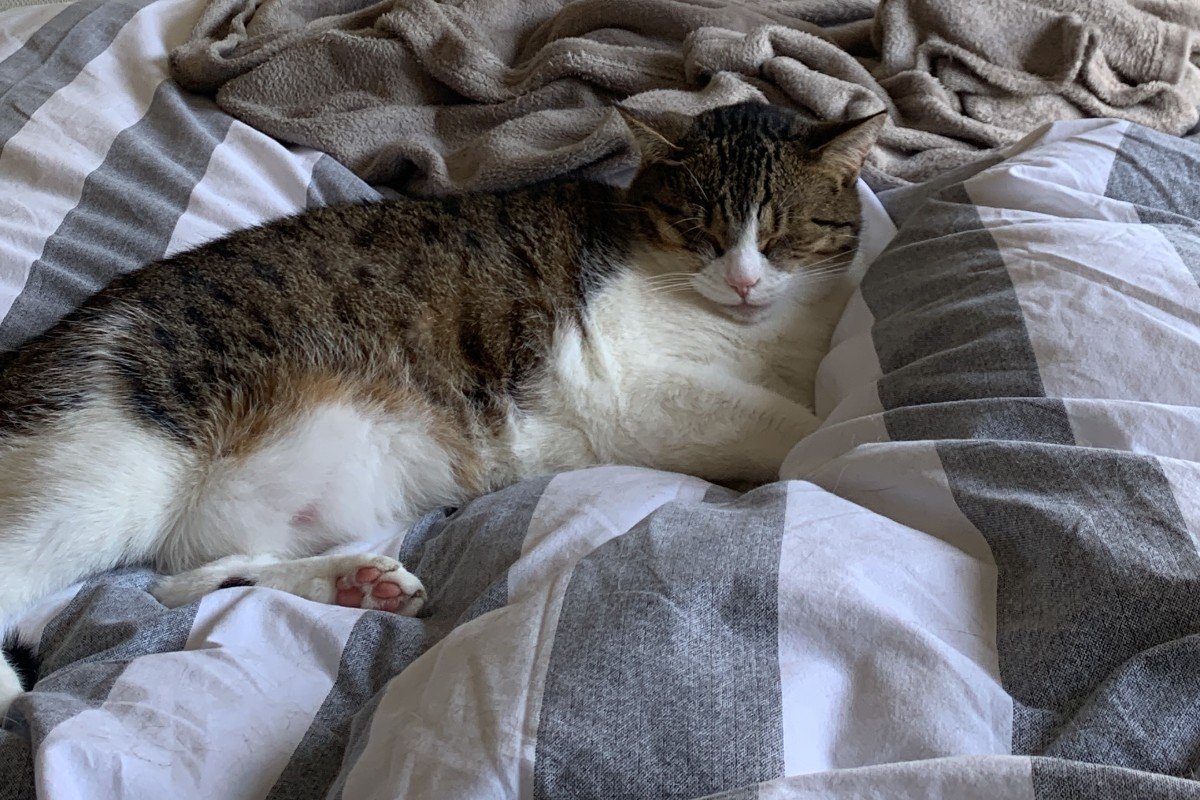 Finn