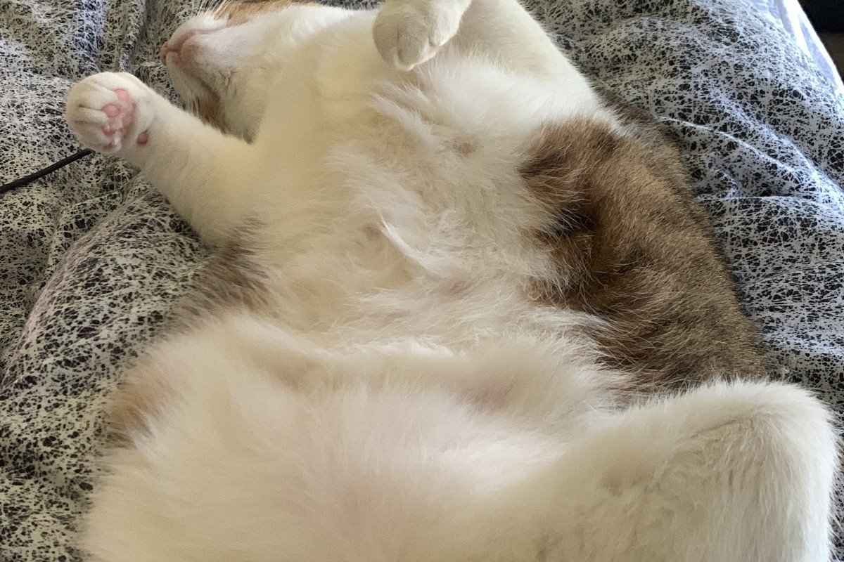 Finn