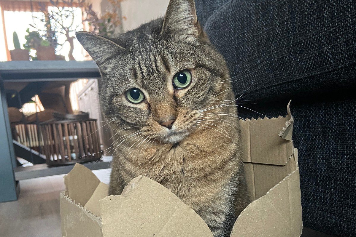 Dex