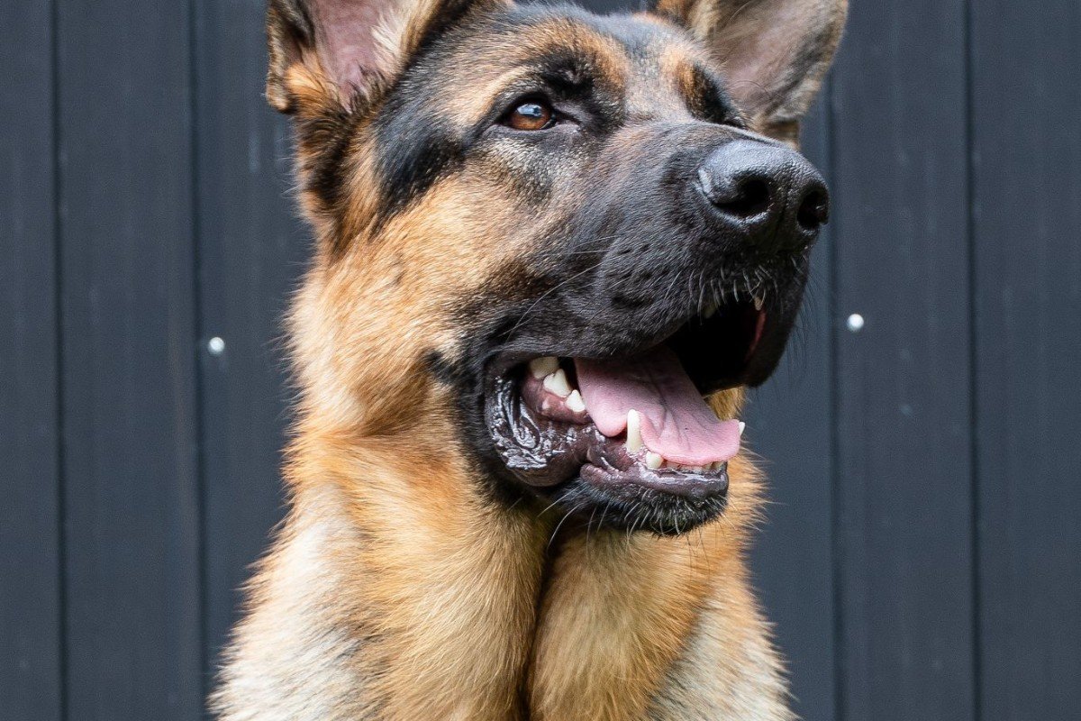 Hugo