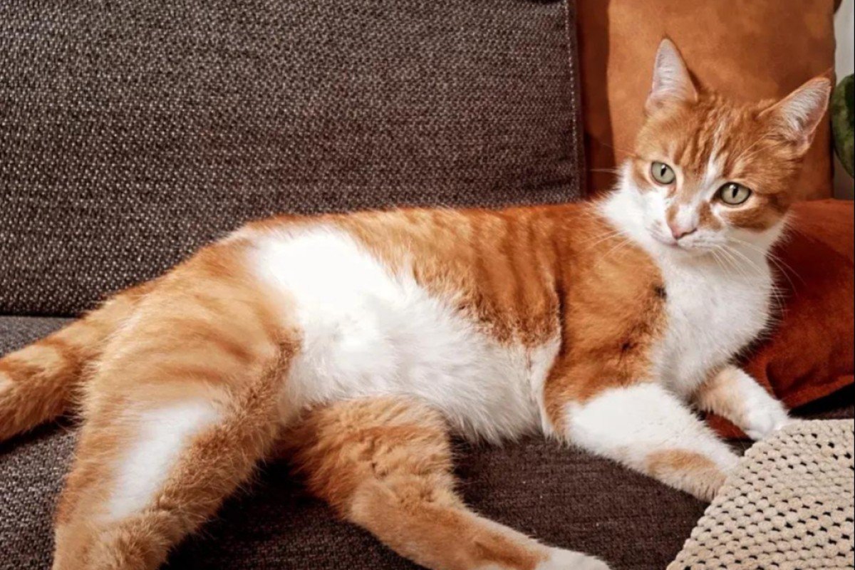 Garfield