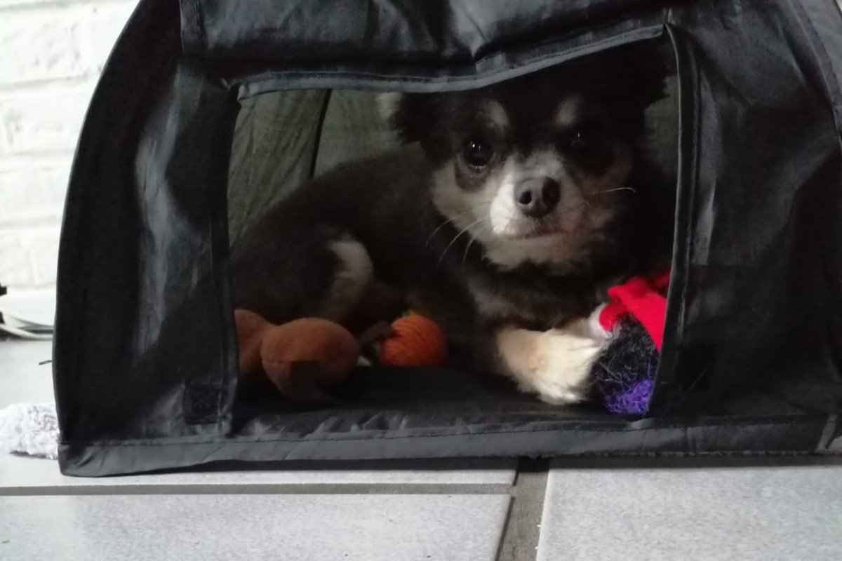 Teddy
