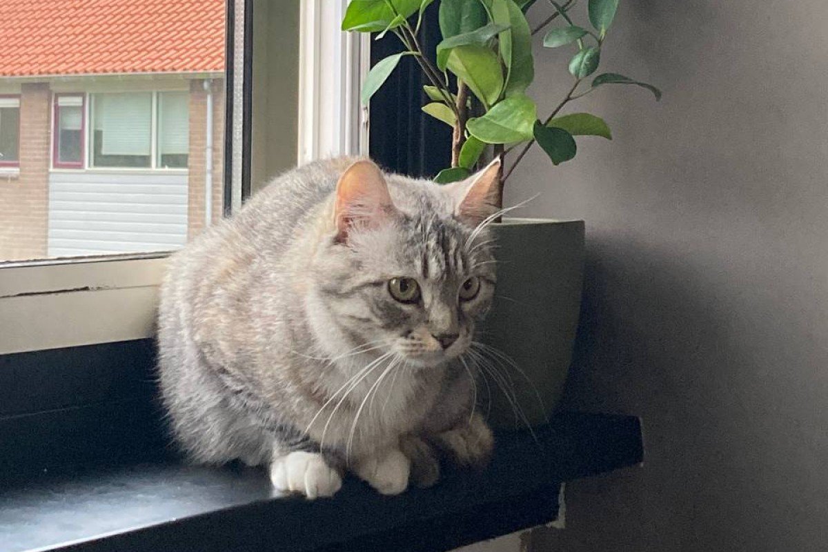 Maya