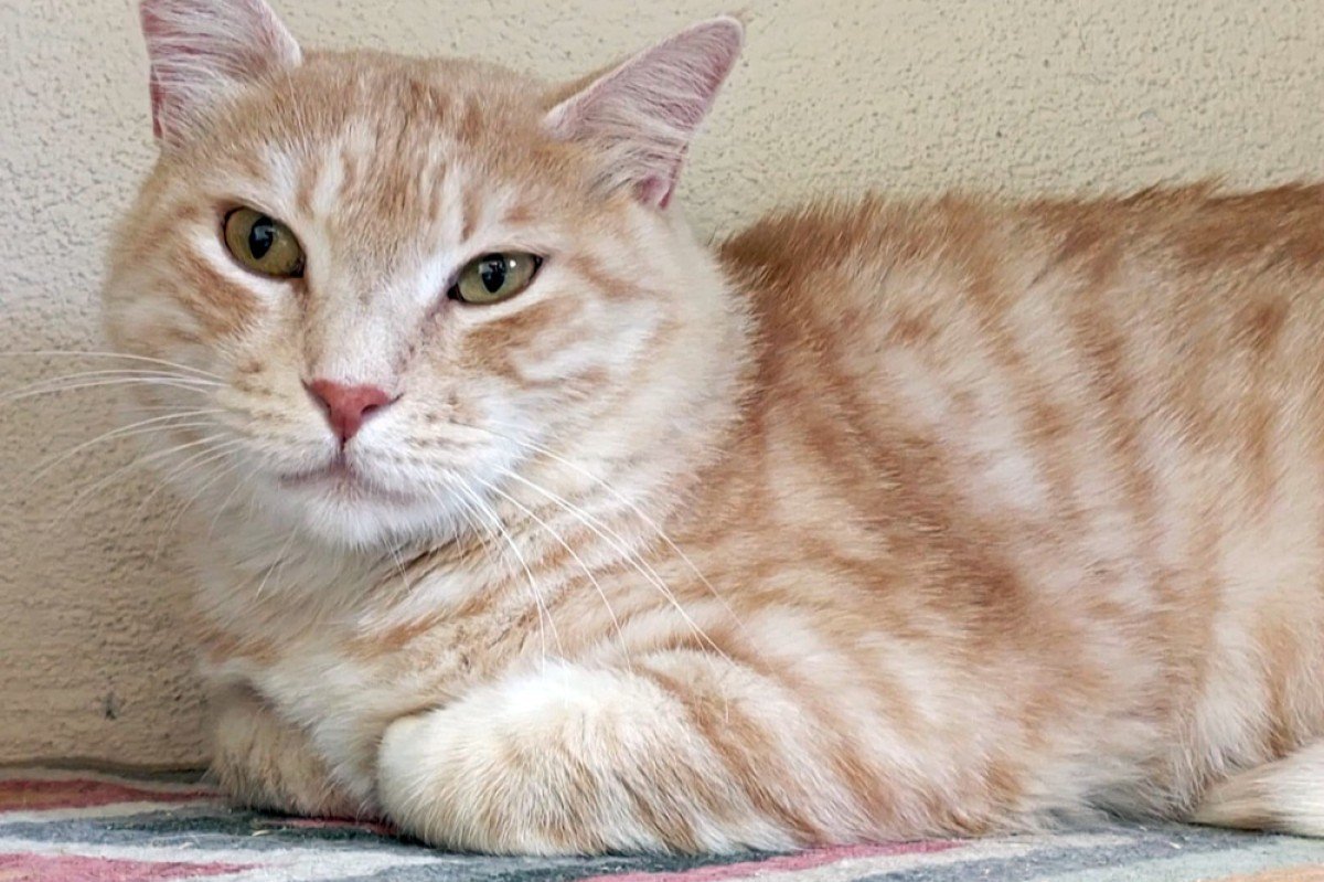 Garfield