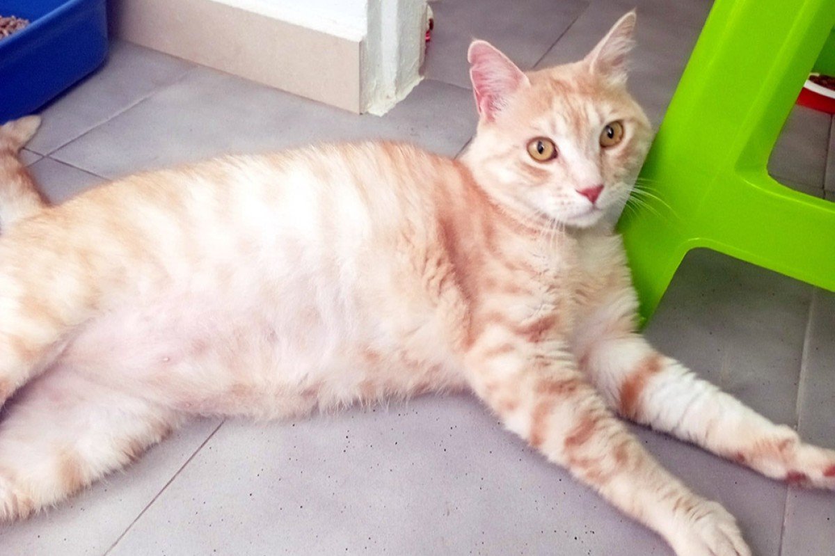 Garfield