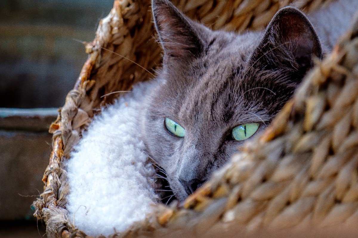 Boris