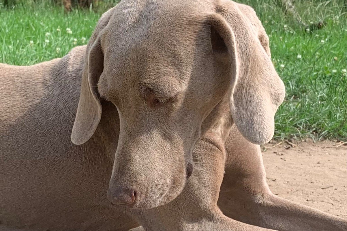 Pipa