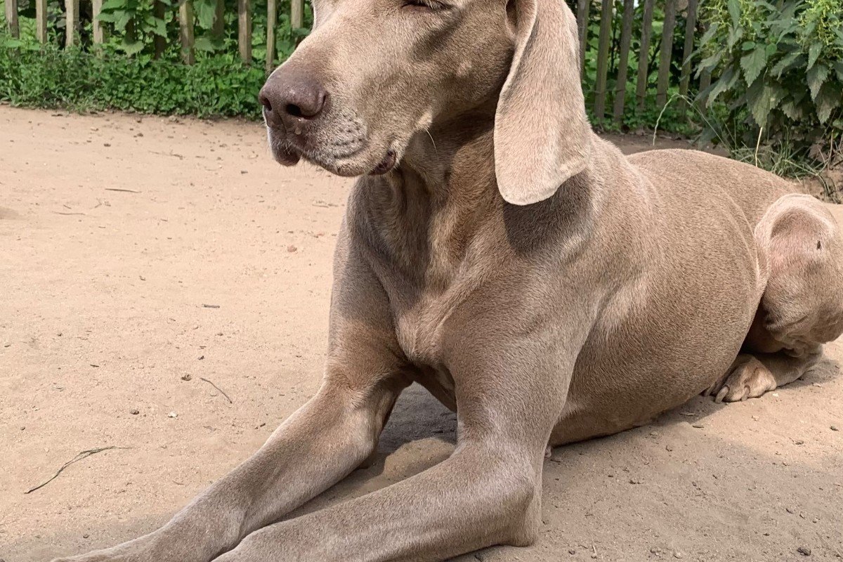 Pipa
