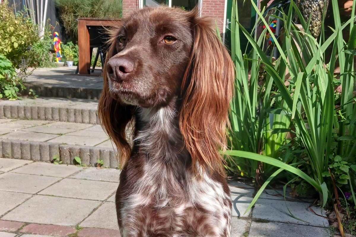 Lex