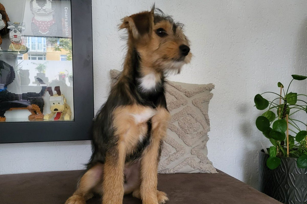 Ollie