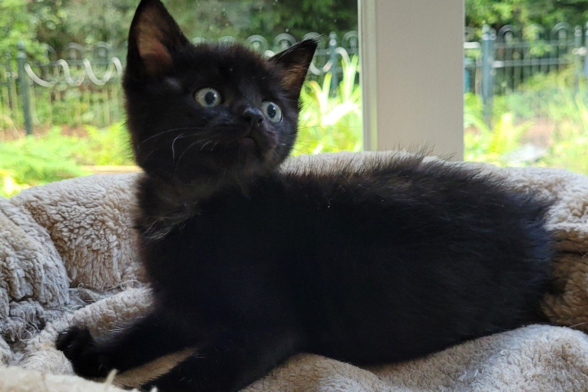 Mimi