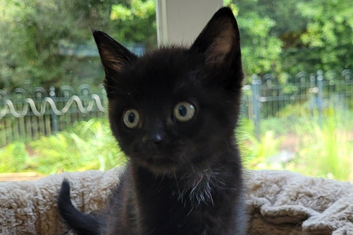 Mimi