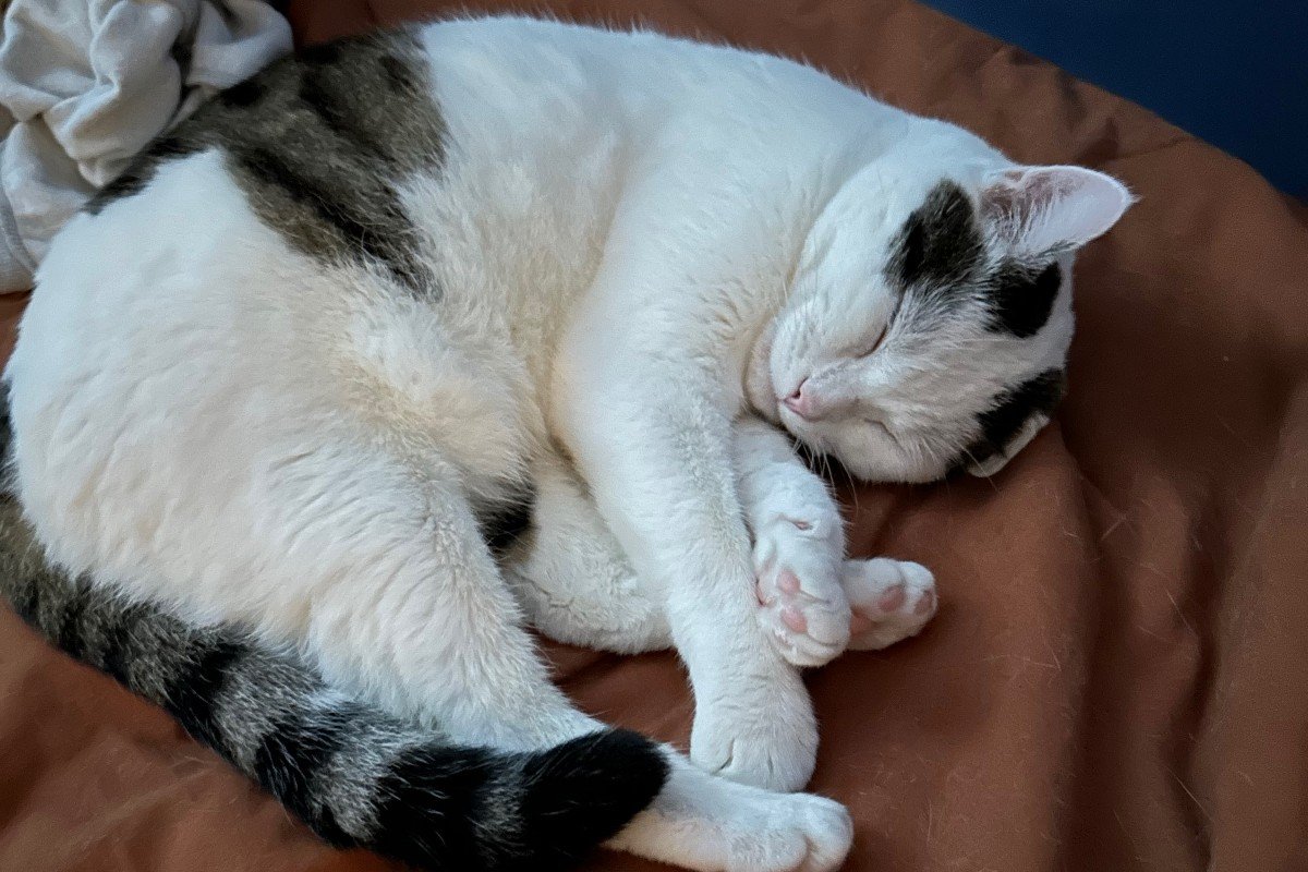 Pepper