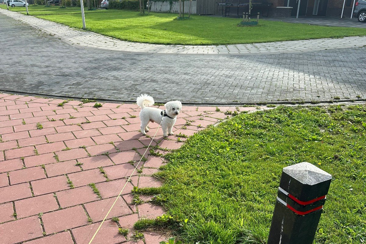 Riki