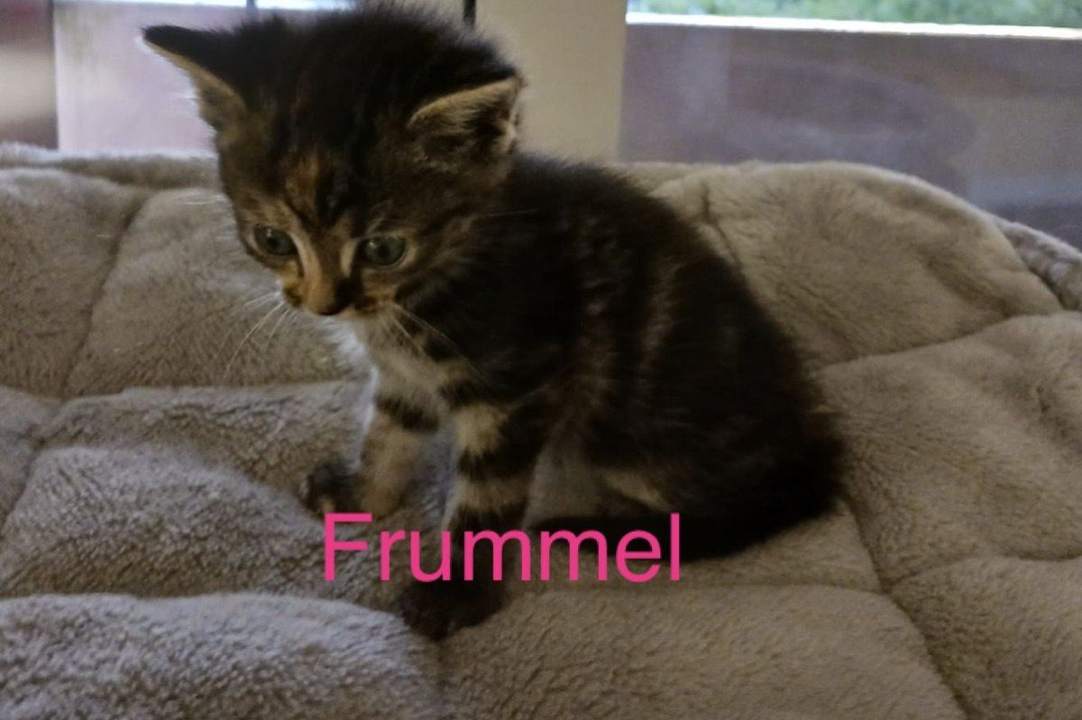 Frummel