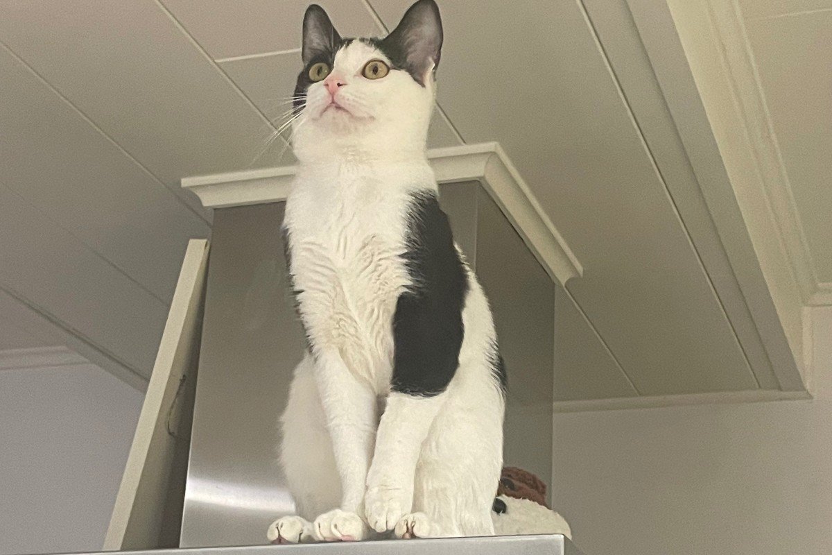 Domino