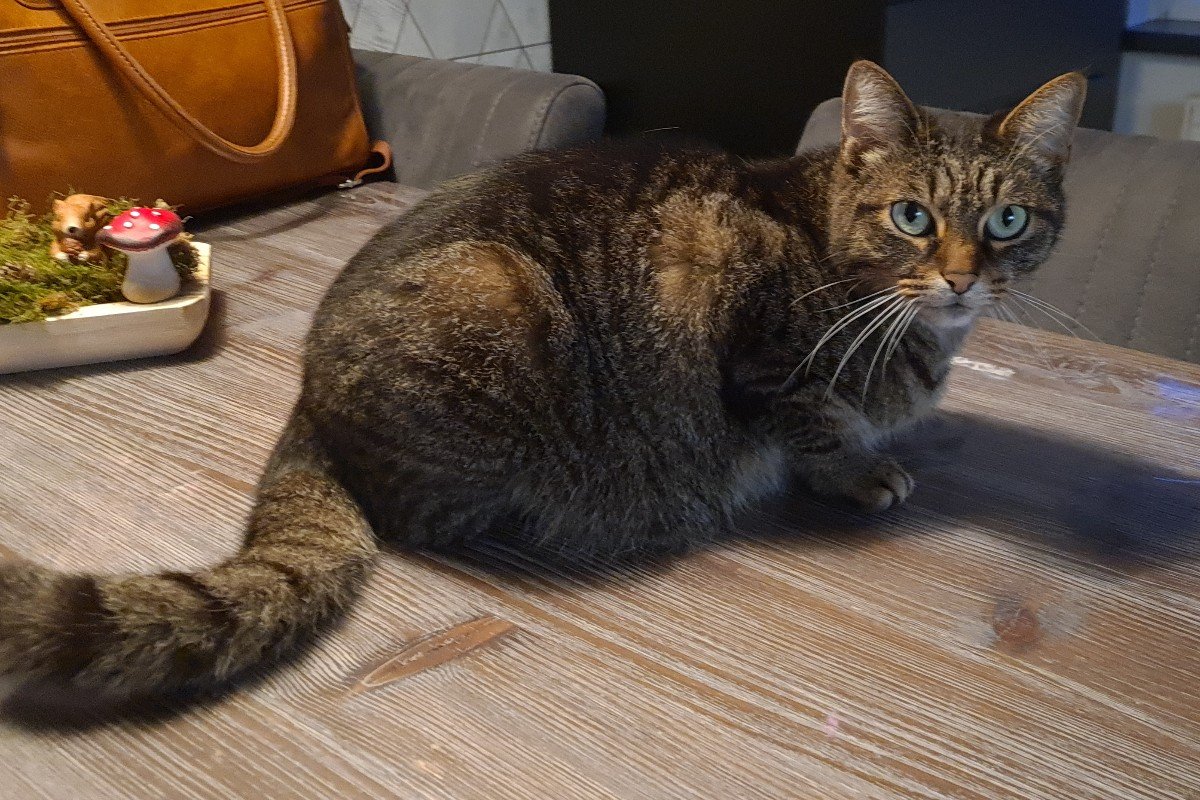 Bibi