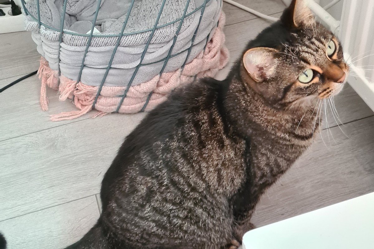 Bibi
