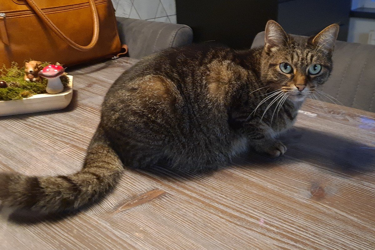 Bibi