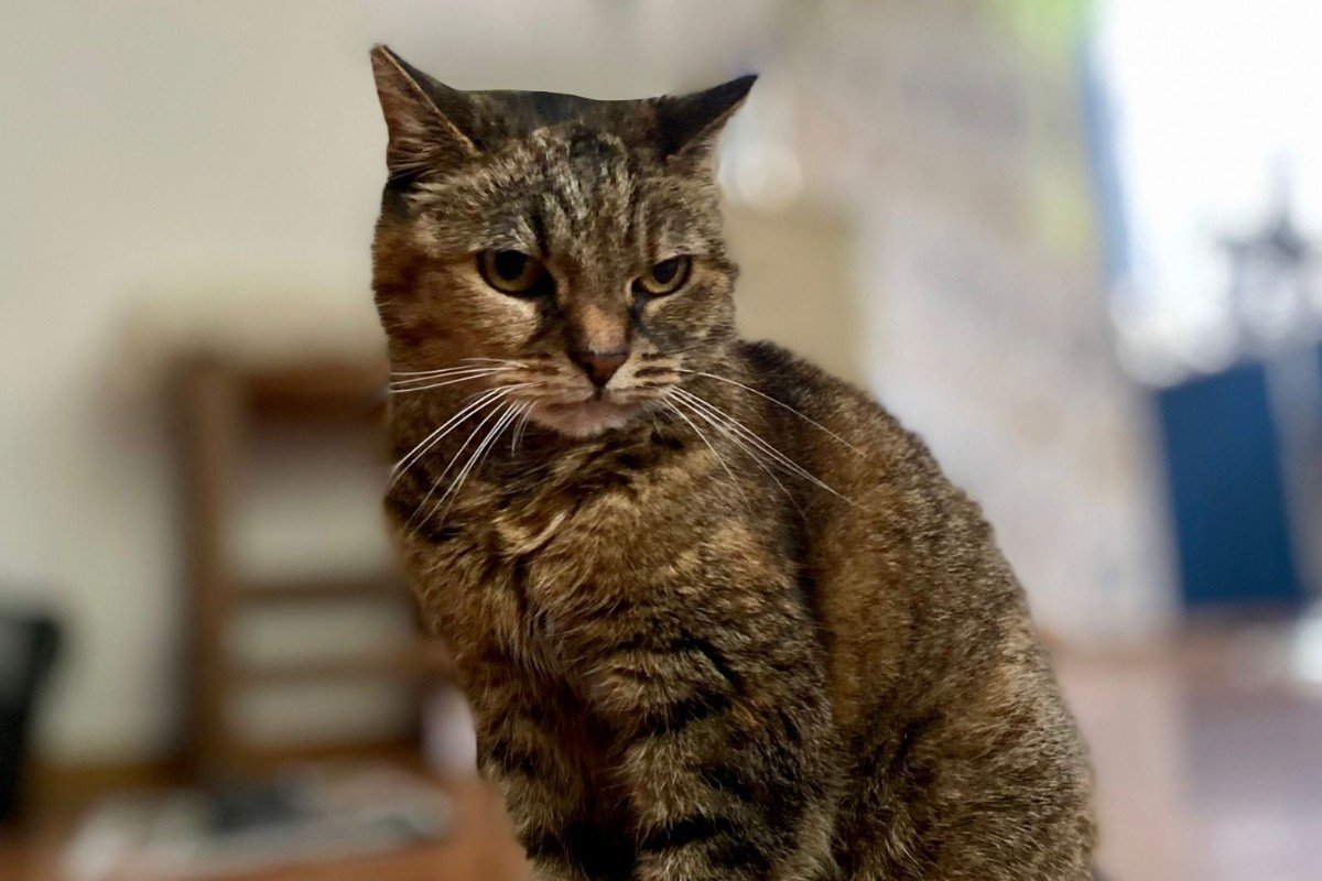 Muis