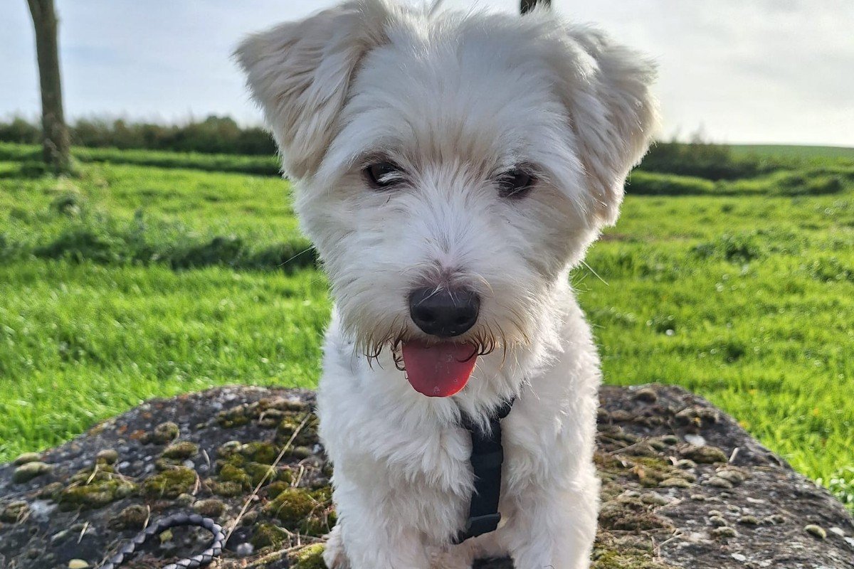 Bowie