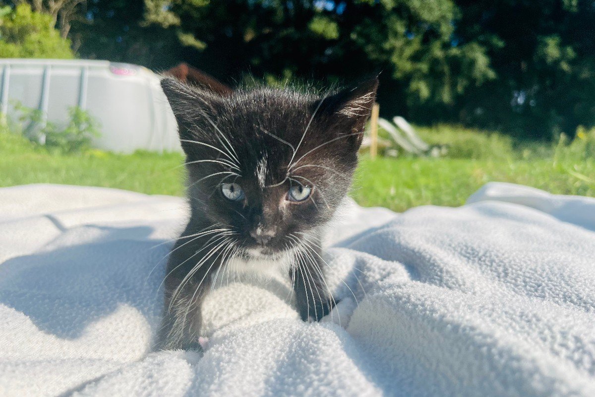 Figaro