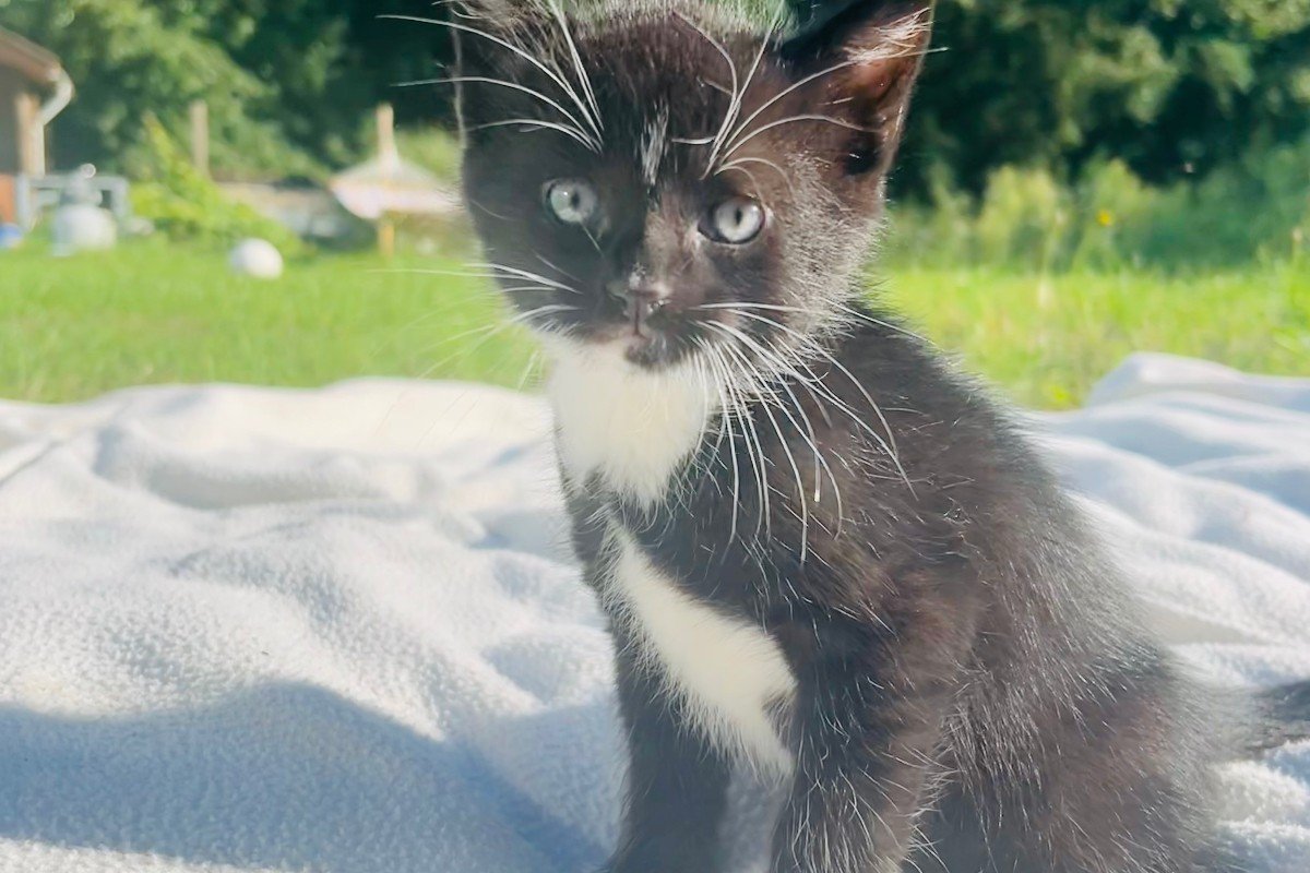 Figaro