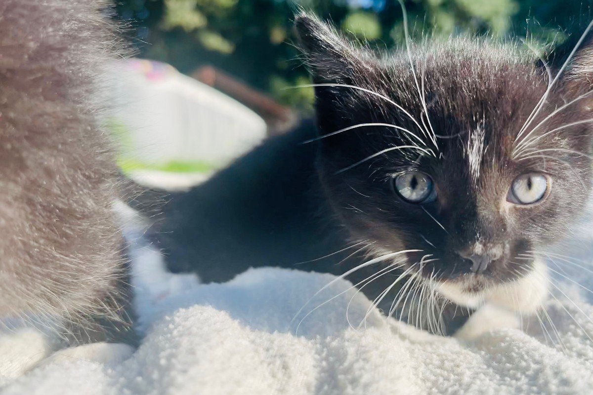 Figaro