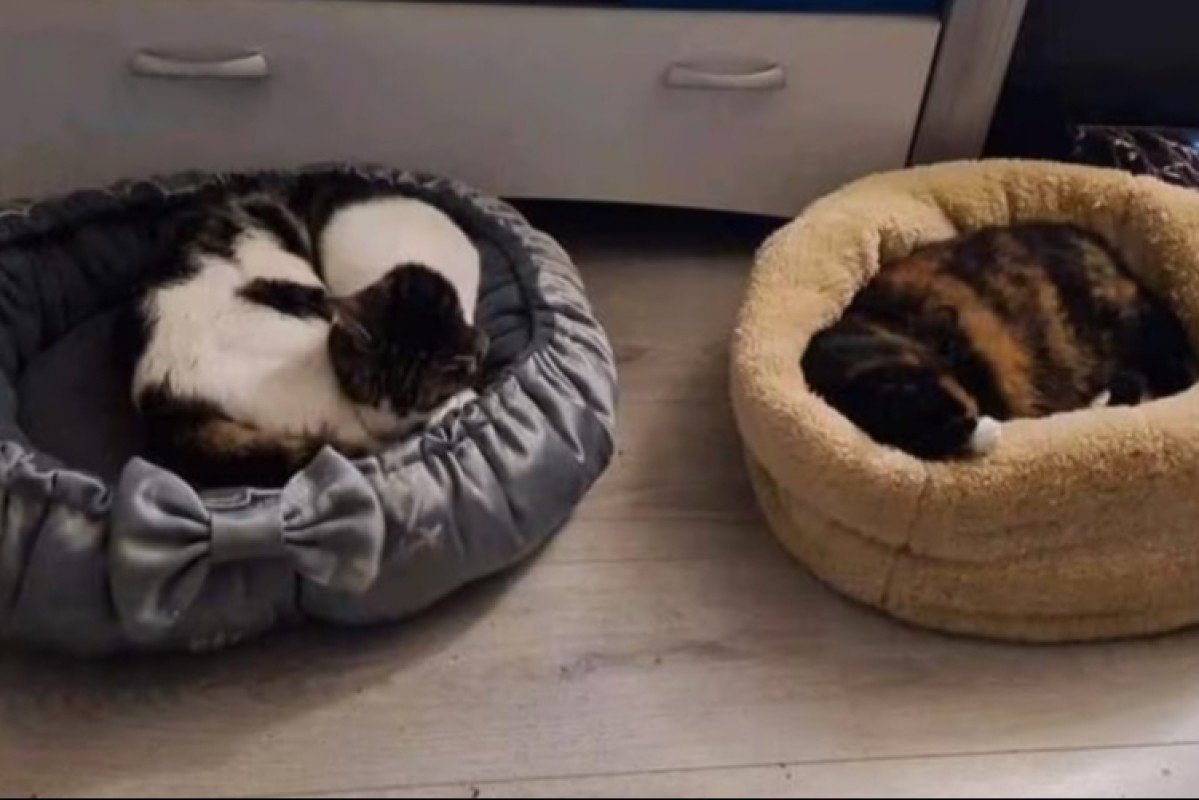 *SPOED* Minoes