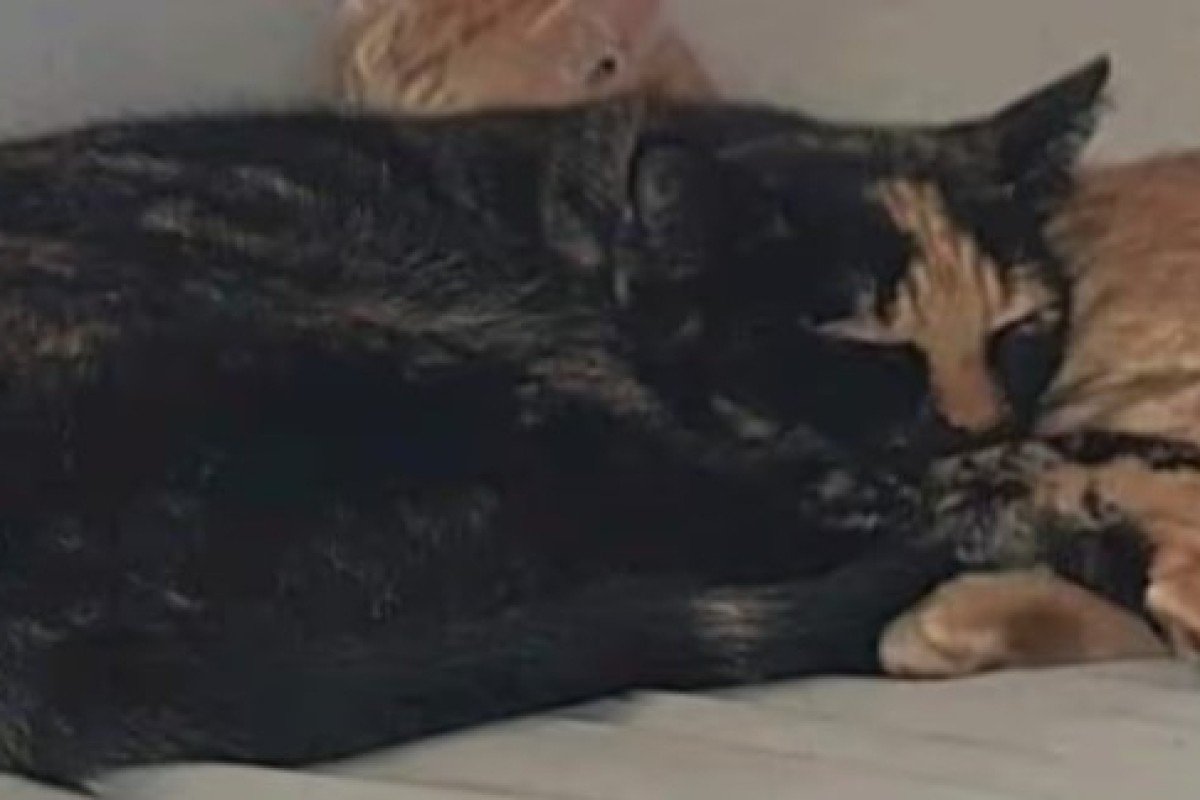 *SPOED* Minoes