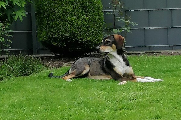 Afina