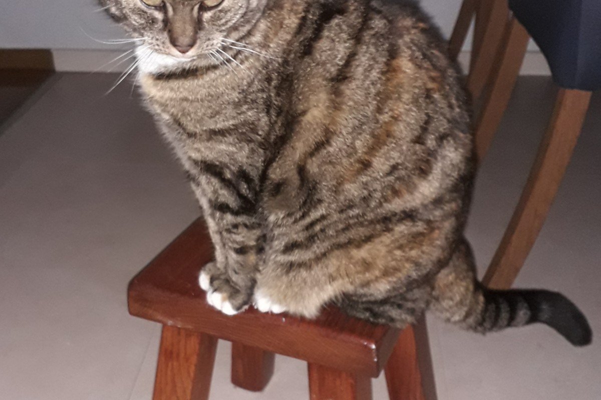Guusje