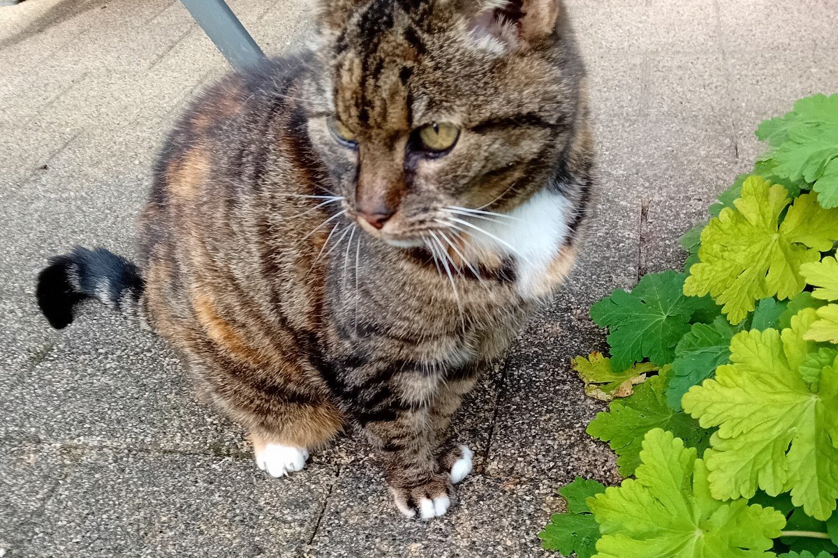 Guusje