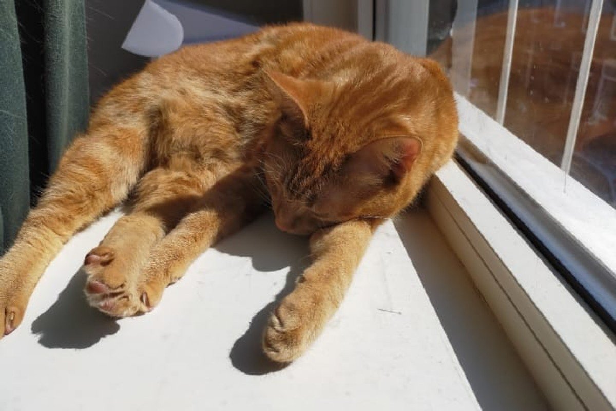 Poes
