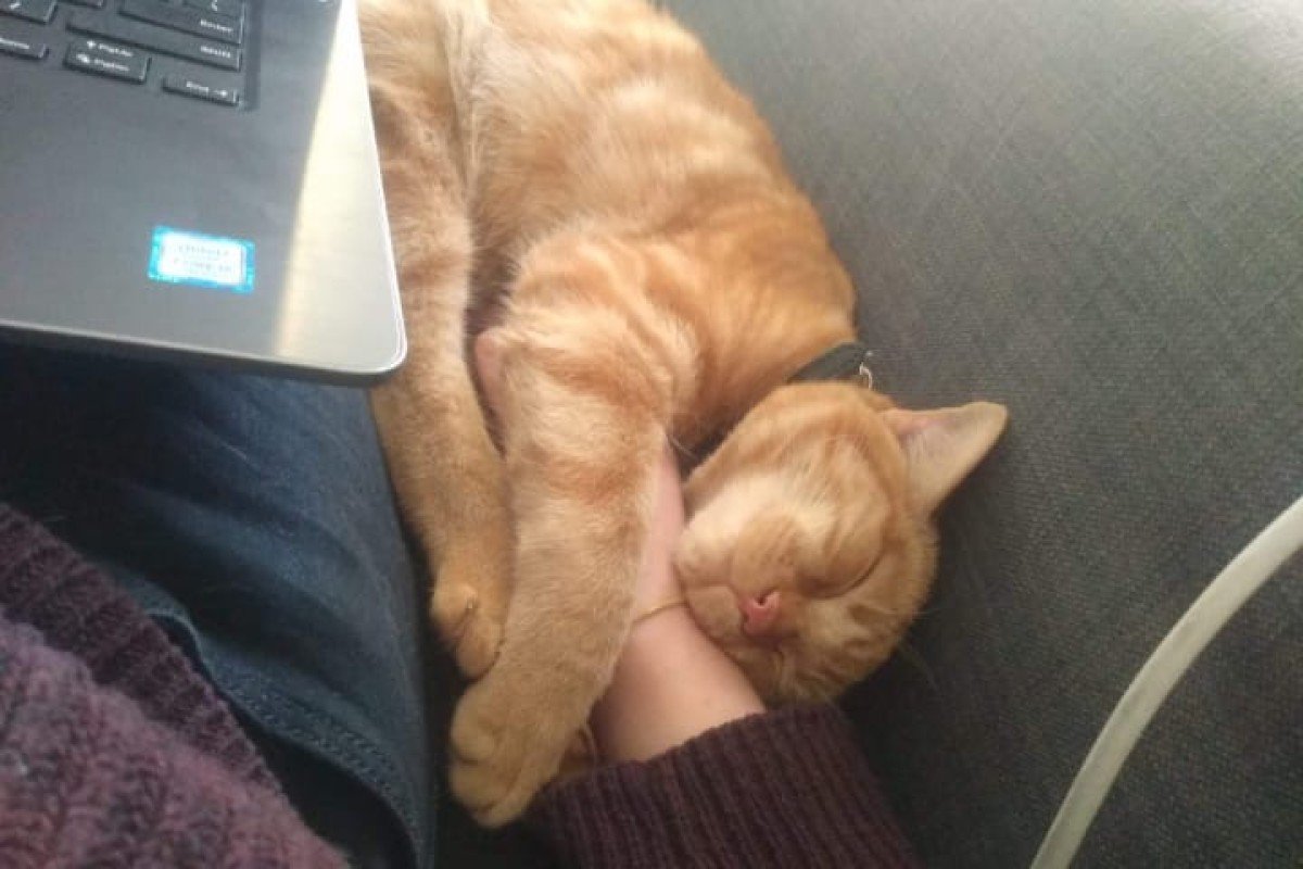Poes