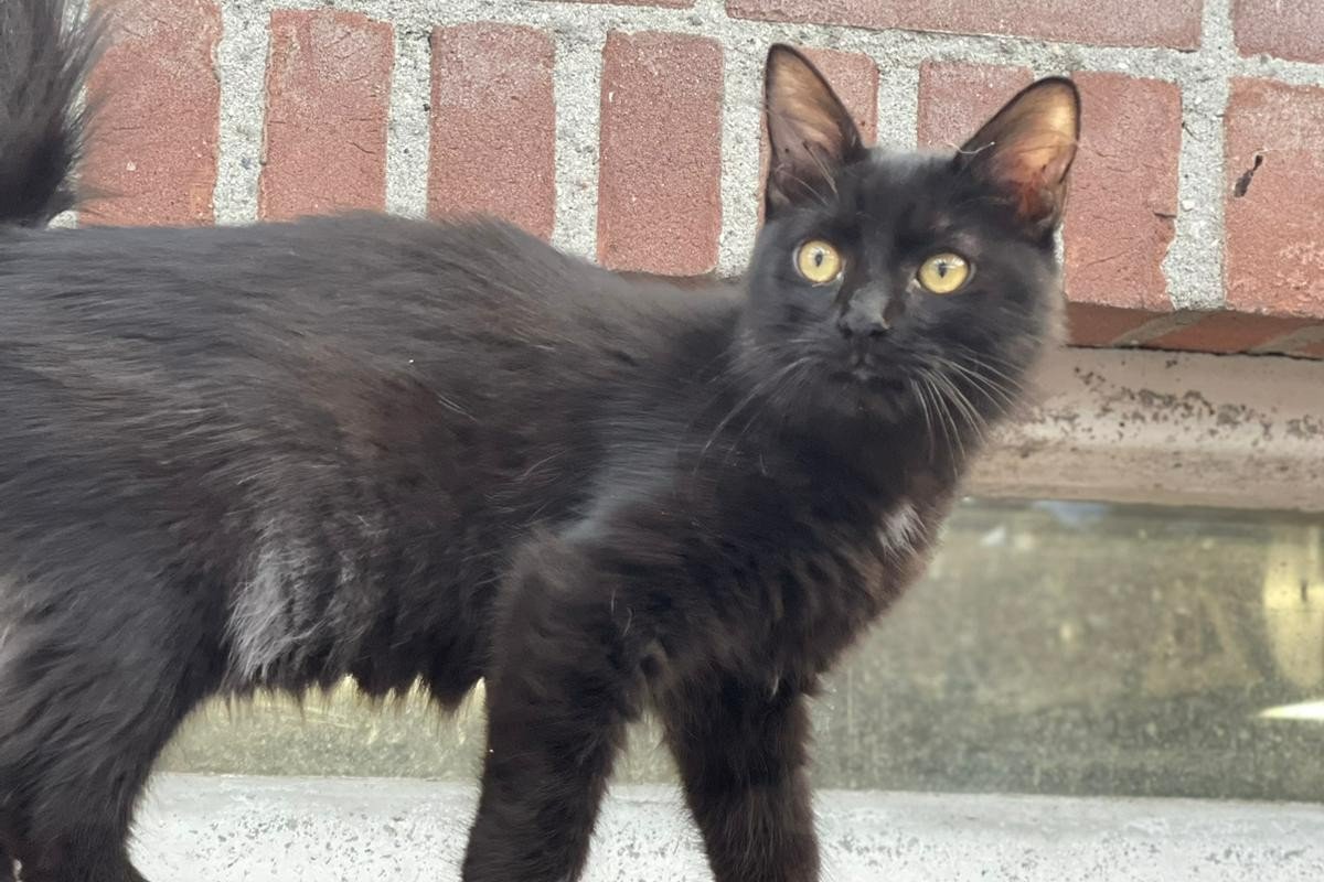 Loki