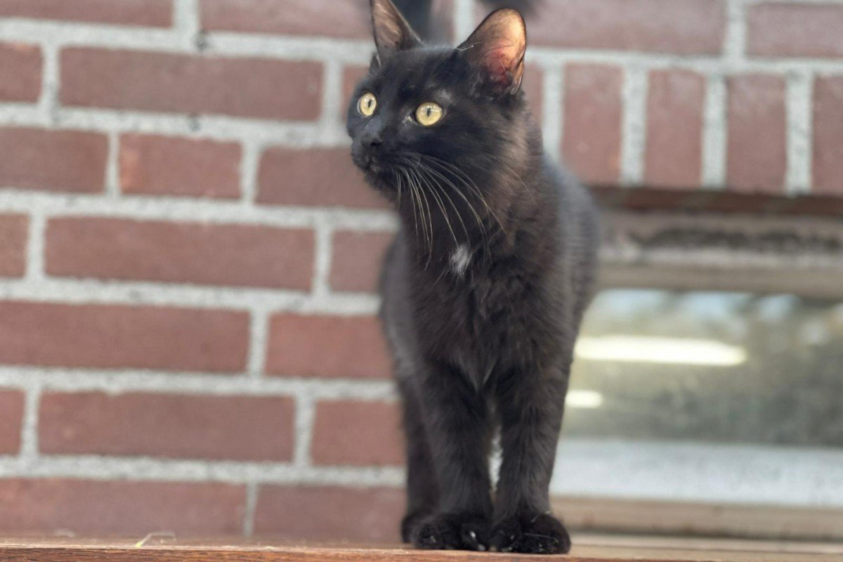 Loki