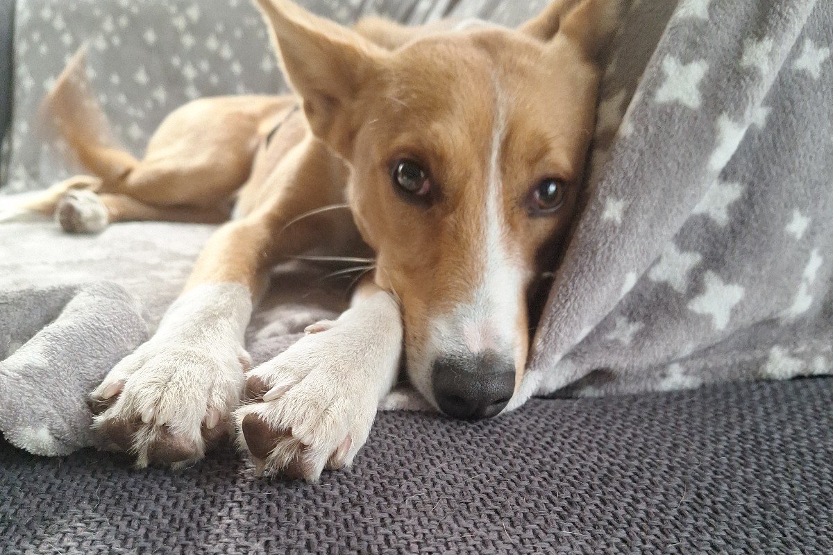 Paco