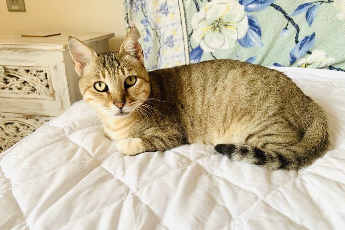 Millicent