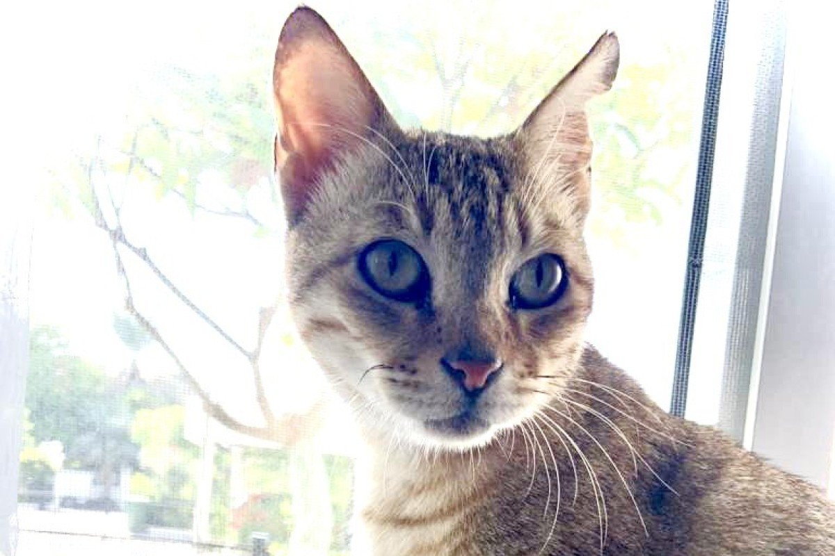 Millicent