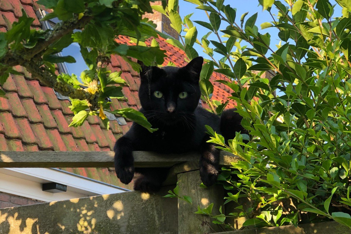 Koda