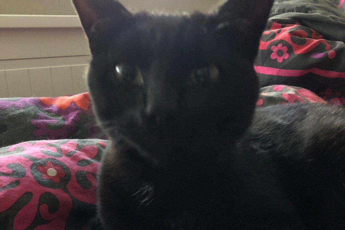 Koda