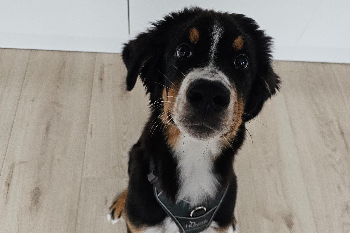 Bruno