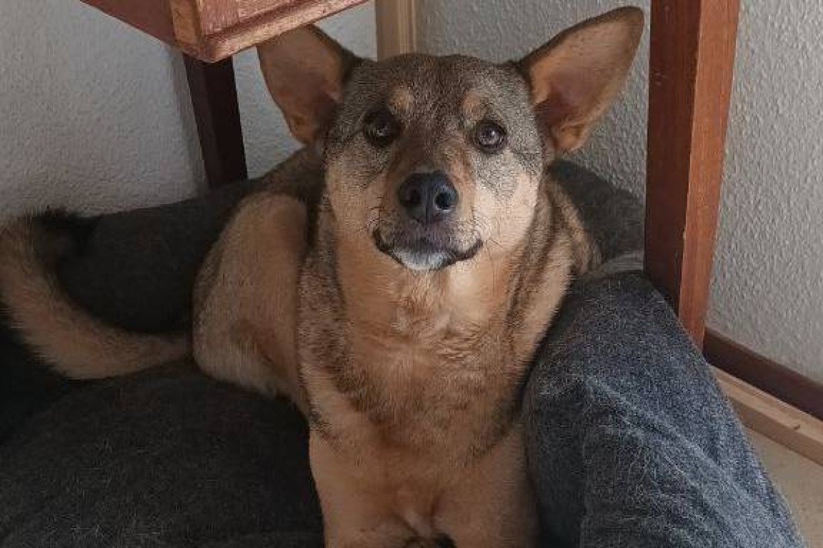 Akela