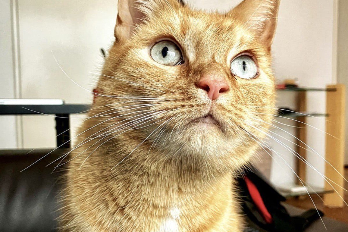 Lynx